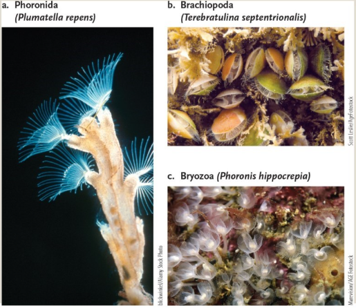 <ol><li><p>phoronida - horseshoe worms</p></li><li><p>brachiopods - upper and lower values </p></li><li><p>bryozoan - moss animals</p></li></ol><p></p>
