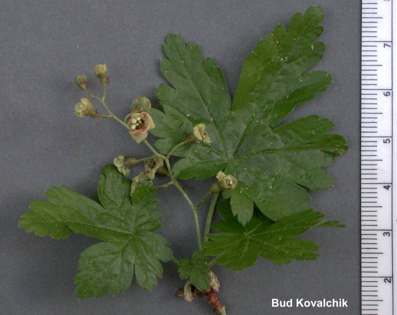 <p>Swamp gooseberry</p>
