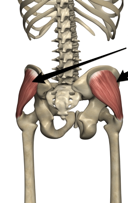 <p>Gluteus Medius</p>