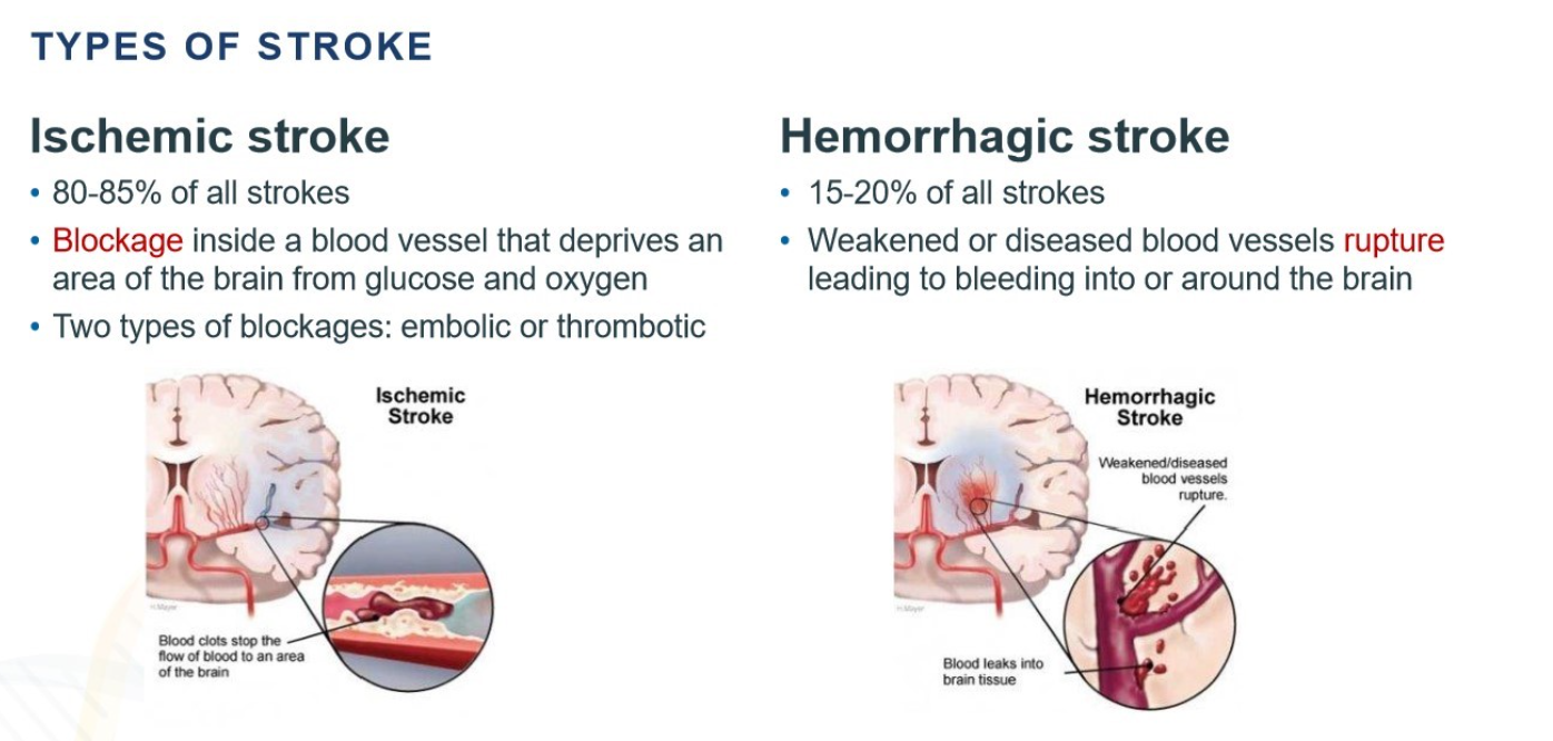 <p>ischemic and hemorrhagic</p>