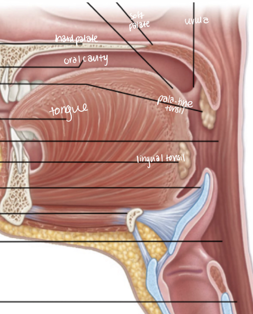 <p>remember </p><ul><li><p>PALATINE</p></li><li><p>LINGUAL for tonsils - first line of immunity</p></li></ul><p></p>