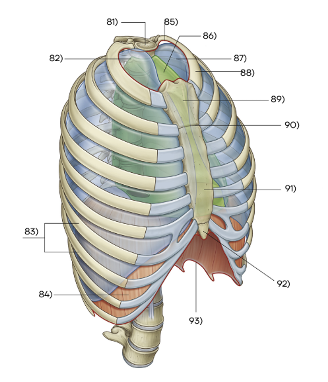 <p>what is 91</p>