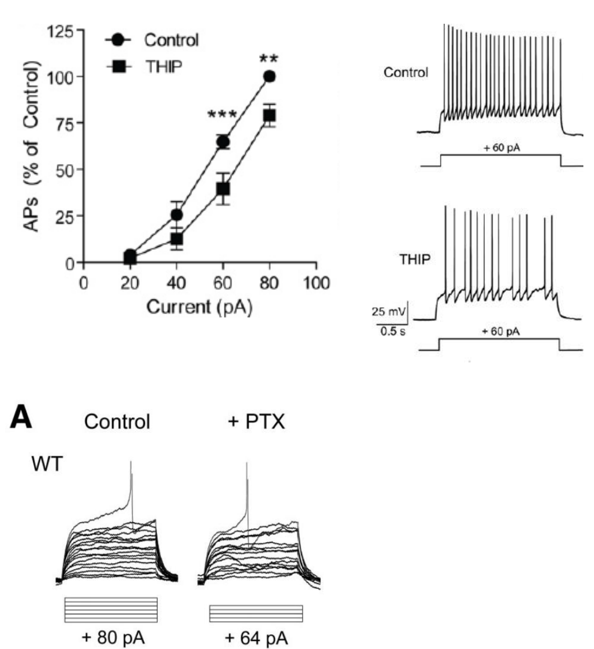 <ul><li><p>Top: Activating GABA<sub>A</sub>Rs with THIP decreases excitability → less APs / time unit</p></li><li><p>Bottom: Blocking GABA<sub>A</sub>Rs with picrotoxin increases excitability → excitability would skyrocket</p><ul><li><p>blocking → less pA needed to fire neuron</p></li></ul></li></ul><div data-type="horizontalRule"><hr></div><ul><li><p>excitability = amount of AP / time unit</p></li><li><p>less excitable = less APs/ time unit (and vice versa)</p></li><li><p></p></li></ul><p></p>