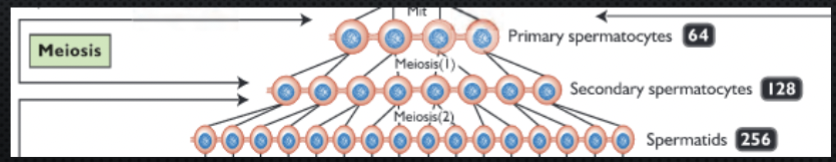 <p>Begins w primary spermatocytes</p><p>Meiosis I:</p><ul><li><p>Gentic diversity - DNA replication and crossing over during production of secondary spermatocytes</p></li><li><p>No 2 sperm are identical</p></li></ul><p>Meiosis II:</p><ul><li><p>results in haploid <strong>spermatids (1N)</strong></p></li></ul><p></p>
