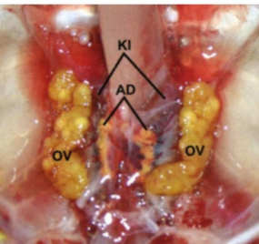 <p>are these mature or prematre ovaries</p>