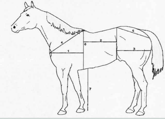 <ol><li><p>can be divided into equal thirds</p><ul><li><p>1st third: from point of shoulder to heart girth</p></li><li><p>2nd third: from withers to the flank</p></li><li><p>3rd third: from the flank to the point of the hip</p></li></ul></li><li><p>height at withers is ≥ height at croup</p></li><li><p>withers to heartgirl = withers to ground</p></li></ol><p></p>