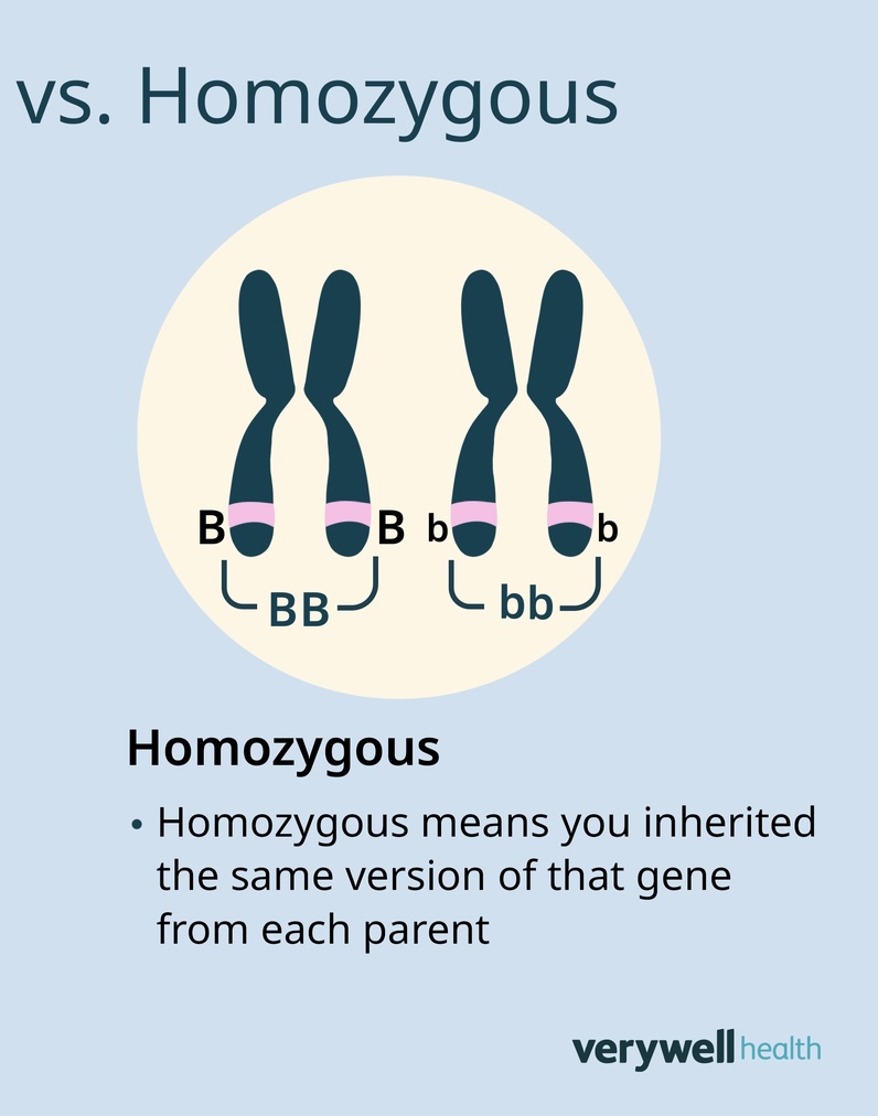 <p><strong>Two of the same alleles (inherited same two versions of the gene) </strong></p>