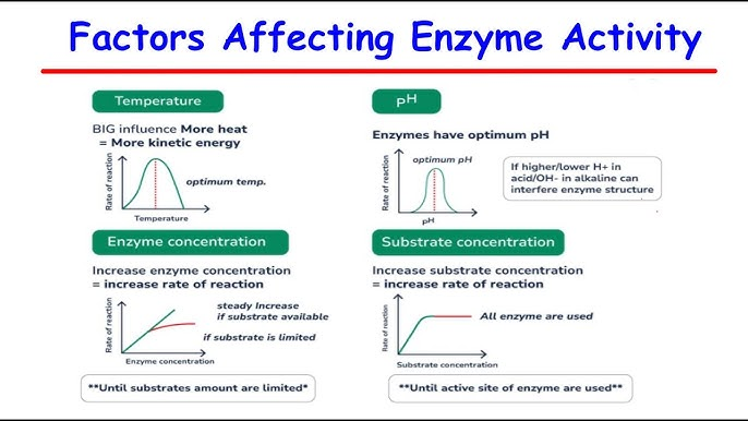 <p>Temperature: Weakens hydrogen bonds, distorting the 3D structure and denaturing enzymes.</p><p>pH: Enzymes have an optimal pH condition, specific to the type of enzyme.</p><p>Cofactors: Some need cofactors to be active, which are non-proteins. Permanently attaches cofactors are prosthetic groups, temporarily attached are coenzymes.</p><p>Enzyme concentration: As enzyme concentration goes up, ROR goes up linear. More enzymes can react with substrate.</p><p>Substrate concentration: As it goes up, ROR goes up, assuming a fixed amount of enzymes it will reach a plateau.</p>