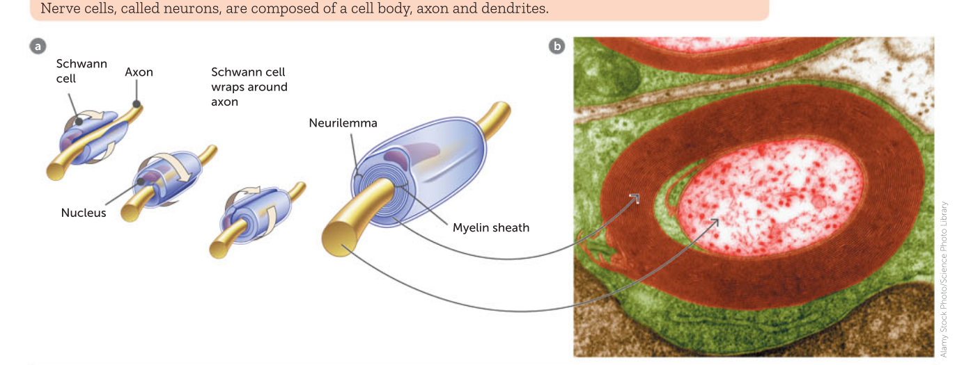 <p>It protects the axon</p><p>it insulates the axon</p><p>It speeds up the rate of travel of nervce impulses along the axon</p>