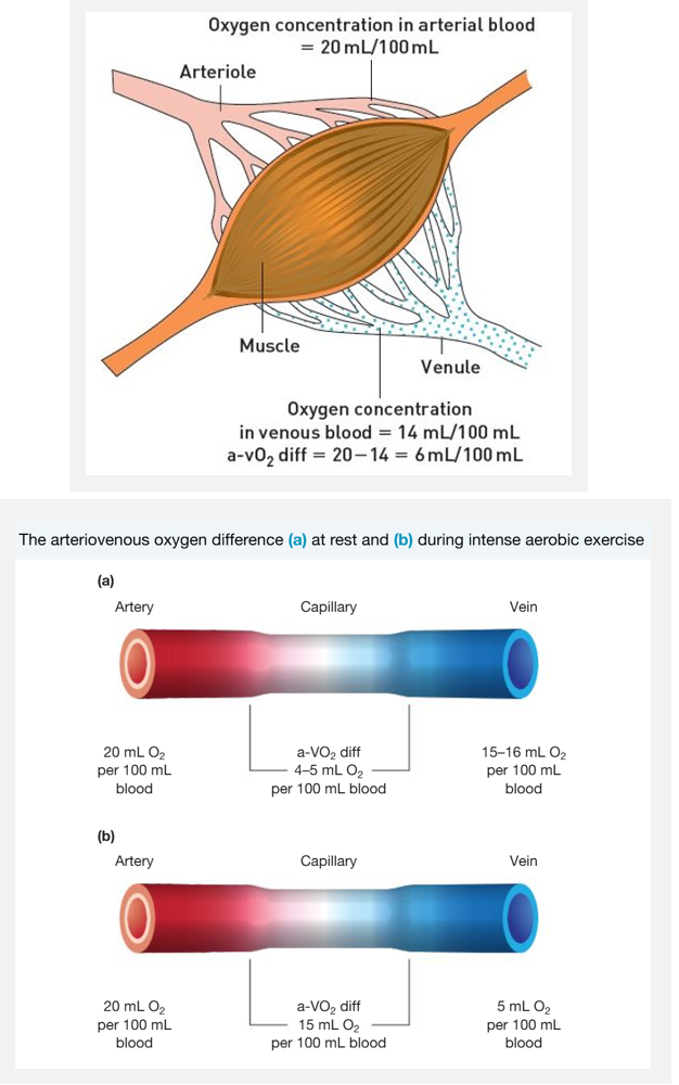 <ul><li><p>a-VO2 Diff - the measure of the difference of the oxygen concentration in the arterial blood and venous blood, after the muscle is interfaced (a measure of oxygen utilisation by the muscles.) measured in mL of oxygen per 100 mL of blood.</p></li><li><p>purpose</p><ul><li><p>at rest, arterial O<sub>2</sub> concentration is 20mL/100mL, and venous O<sub>2</sub> concentration is 5mL/100mL → a-VO2 Diff of 5mL/100mL.</p></li><li><p>during exercise, arterial O<sub>2</sub> concentration stays at 20mL, but venous O<sub>2</sub> concentration decreases, because the muscles extract more O<sub>2</sub> from the blood. → a-VO2 Diff increases to 15-18mL/100mL, (~3x more than at rest)</p></li></ul></li></ul><p></p>