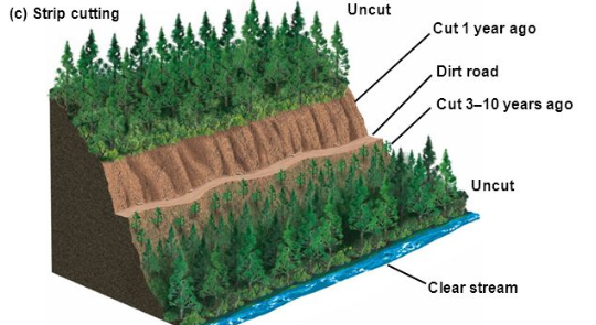 <p>A type of clear-cutting where trees are cut in narrow strips along the land contour to allow natural regeneration</p>