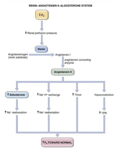 <p>longer-term system that regulates bp via blood volume at kidney level. Fall in bp causes decrease in renal perfusion pressure which triggers release of Renin from juxtaglomerular cells. Renin cleaves angiotensin (from liver) into angiotensin 1(AT1). AT1 is cleaved into AT2 via angiotensin converting enzyme (ACE) in the lungs. AT2 stimulates adrenal gland to secrete the steroid aldosterone and act as a potent vasoconstrictor to increase Pa. aldosterone increases Na+ reabsorption in the kidney and thus restore the volume of the ECF.</p>