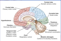 <p>- Frontal lobe- cognitive function and voluntary movement</p><p>- Parietal lobe- sensory information processing</p><p>- Occipital lobe- vision</p><p>- Temporal lobe- processes emotions and connects them to sensory experiences</p><p>- Hypothalamus- maintain homeostasis</p><p>- Thalamus- relays sensory info to the cerebral cortex</p><p>- Pituitary- secretes hormones</p><p>- Pons- breathing</p><p>- Cerebellum- coordinated movement</p><p>- Medulla oblongata- involuntary function</p>