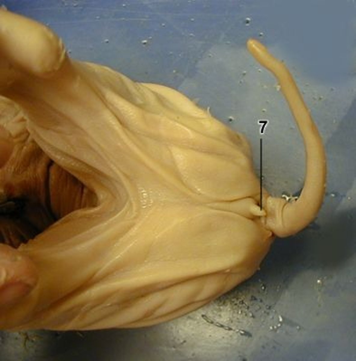 <p>7 = ?</p>