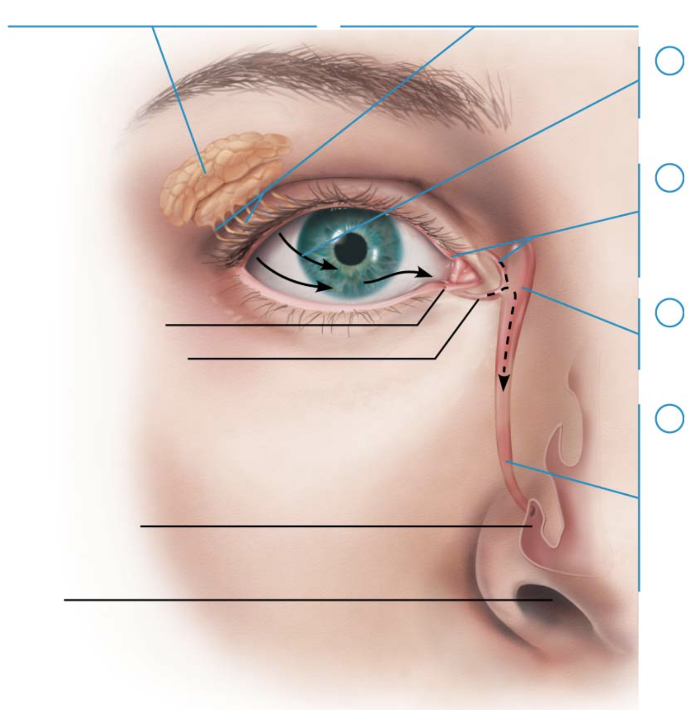 <p>top blue arrow on left</p>