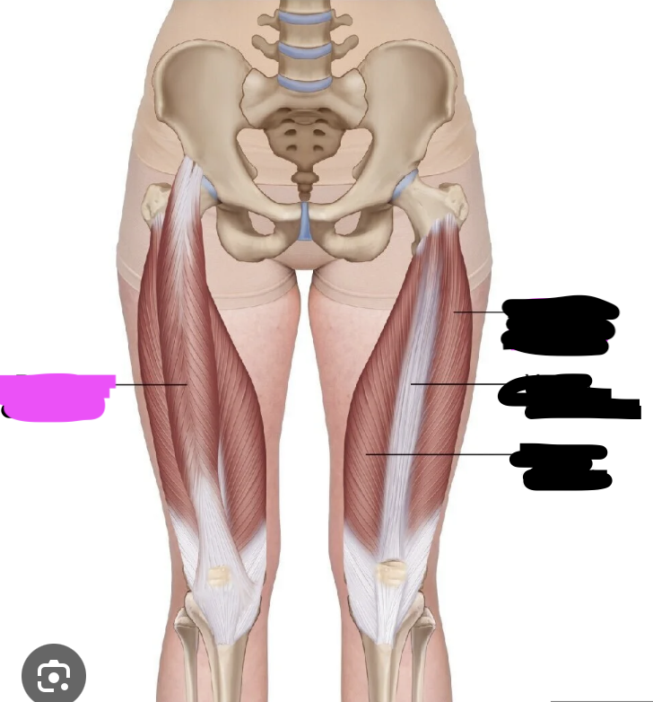 <p>Extends knee, flexes hip (kicking ball)</p>