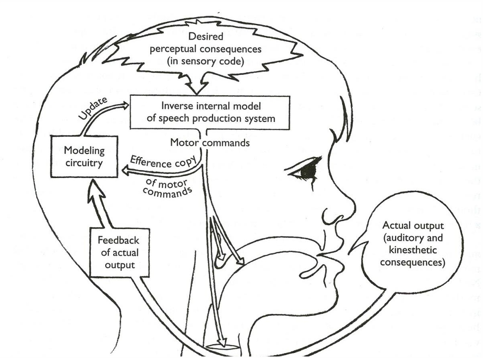 <ul><li><p>Only attempts to account for core behaviors </p></li><li><p>Explains why decrease rate of speech can result in increased fluency</p></li></ul><p></p>