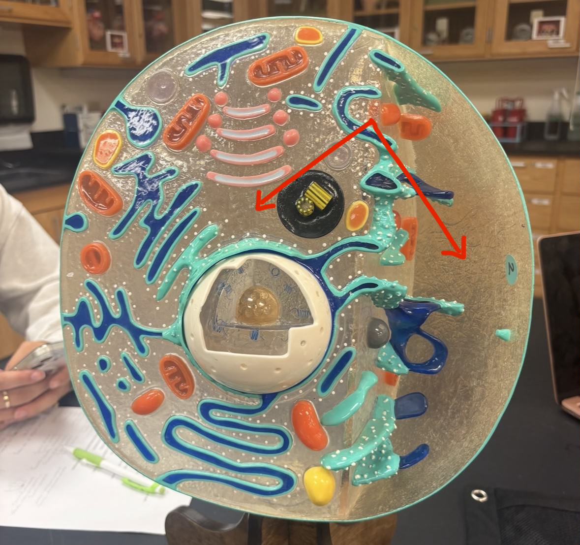 <p>Label the part of the cell</p>