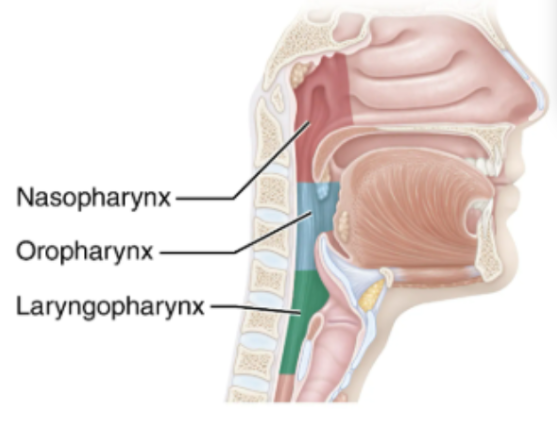 <p><span style="background-color: transparent;">A common pathway for air and food</span></p><p><span style="background-color: transparent;">Its walls are composed of skeletal muscle, it’s approx 13 cm long.</span></p><p><span style="background-color: transparent;">There are 3 regions to this:</span></p><ul><li><p><span style="background-color: transparent;">Nasopharynx</span></p></li><li><p><span style="background-color: transparent;">Oropharynx</span></p><ul><li><p><span style="background-color: transparent;">Laryngopharynx</span></p></li></ul></li></ul><p></p>