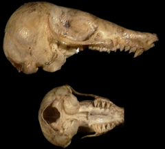 <p>>Theria, Eutheria, Afrotheria, Tenrecoidea (Afrosoricida), Chrysochloridae</p><p>-skull strongly triangular in shape</p><p>-eyes covered with skin</p><p>-Upper molars trituburcular and zalambodont</p>