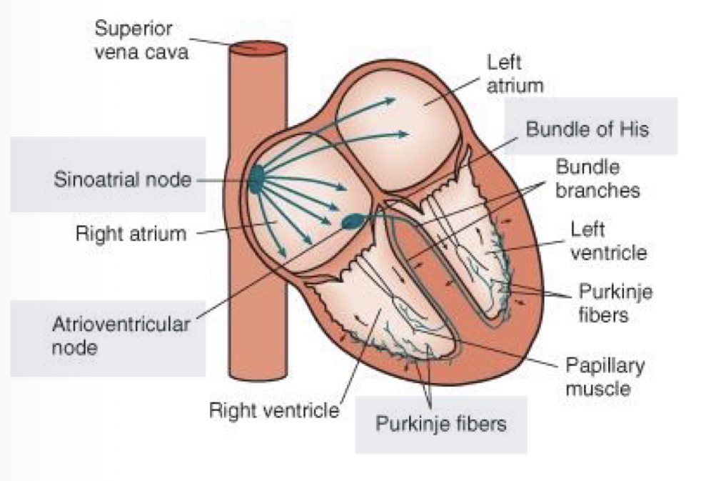 <p>Sinoatrial node → Atrioventricular node → crosses the border of the atria and the ventricles using via the Bundle of His into the septum between the ventricles → terminally branches into small fibres called purkinje fibres</p>