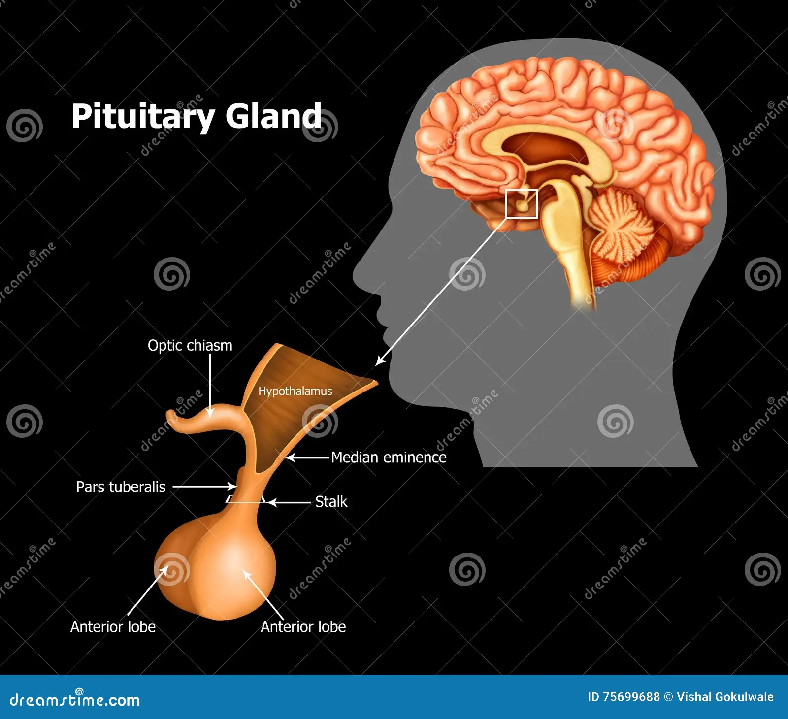 <p>Below hypothalamus; anterior pituitary secretes hormones, posterior stores/releases hypothalamic hormones.</p>