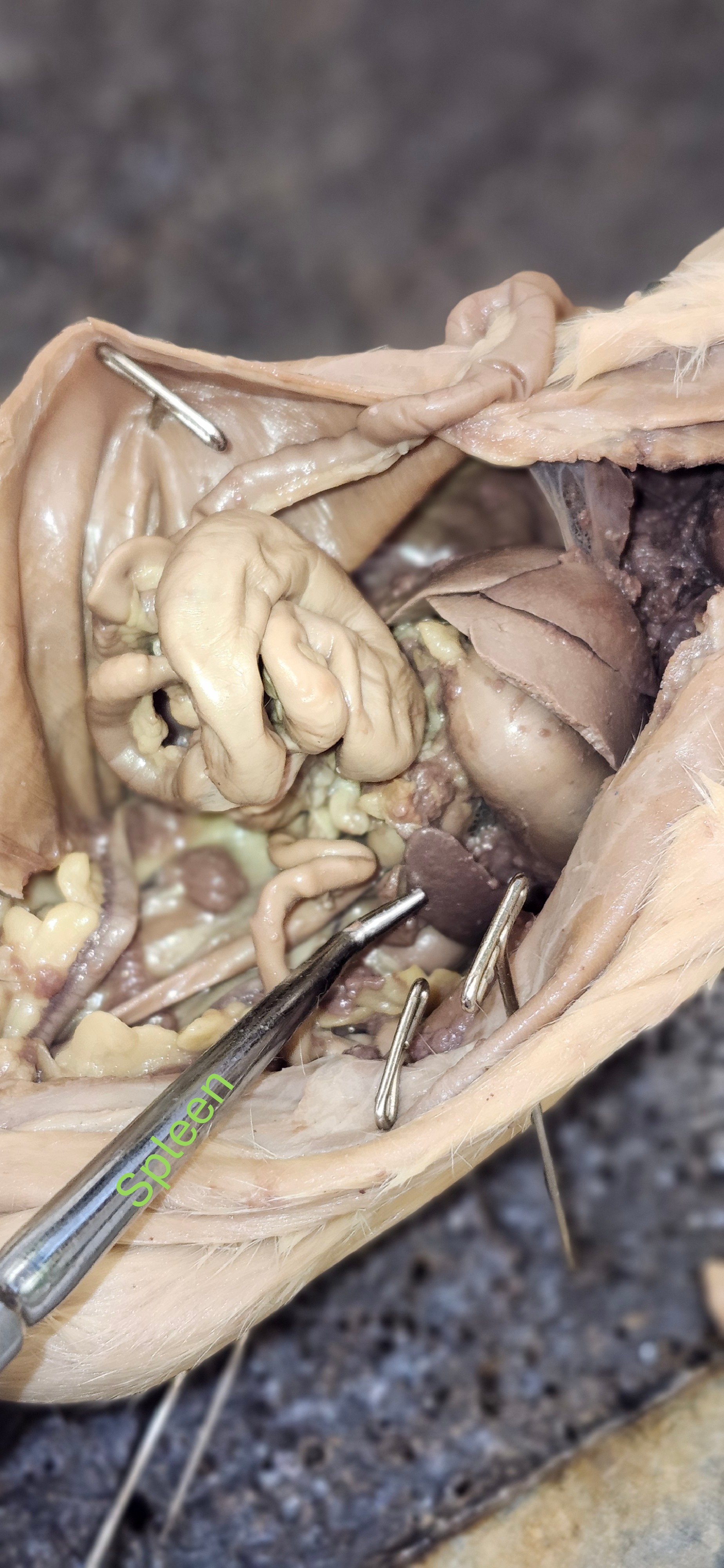 <p>spleen</p><p>tip: looks like a grayish purplish tongue</p>