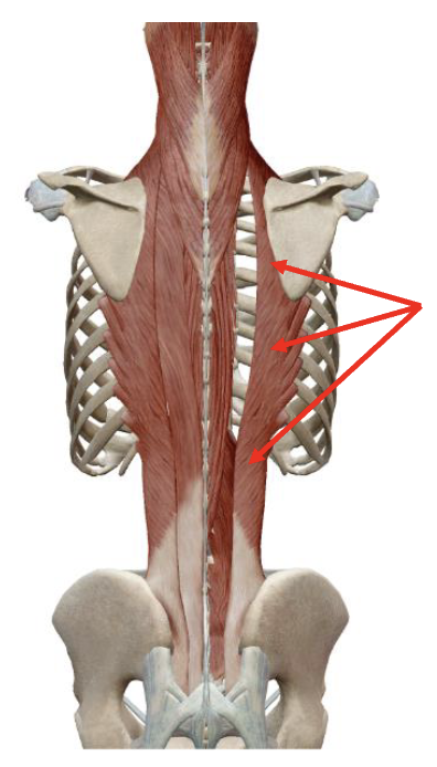 <p>Erector Spinae: Iliocostalis Origin</p>