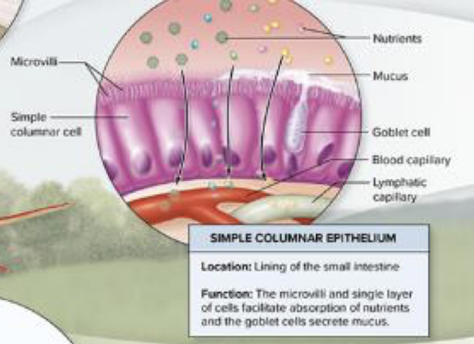 <p>What are goblet cells?</p>