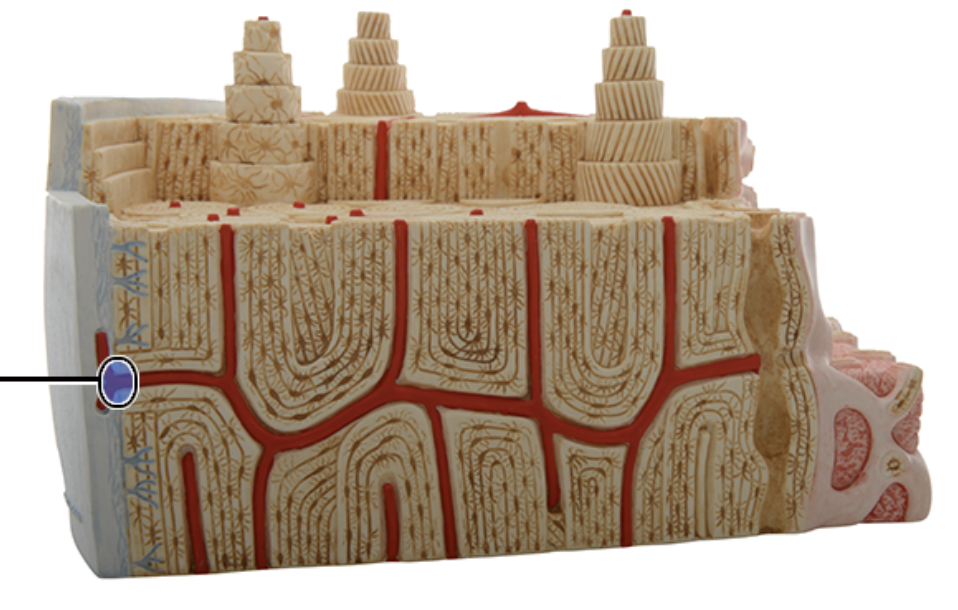 <p>bone longitudinal - what structure is this?</p>