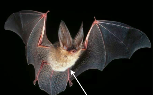 <p>What is the scientific name, common name, and the taxonomy of the species?</p>