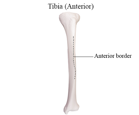 <p>What landmark within Tibia (shin bone, weight-bearing bone of lower leg; Curial / tibial region)</p>