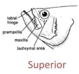 <p>Superior Mouth</p>