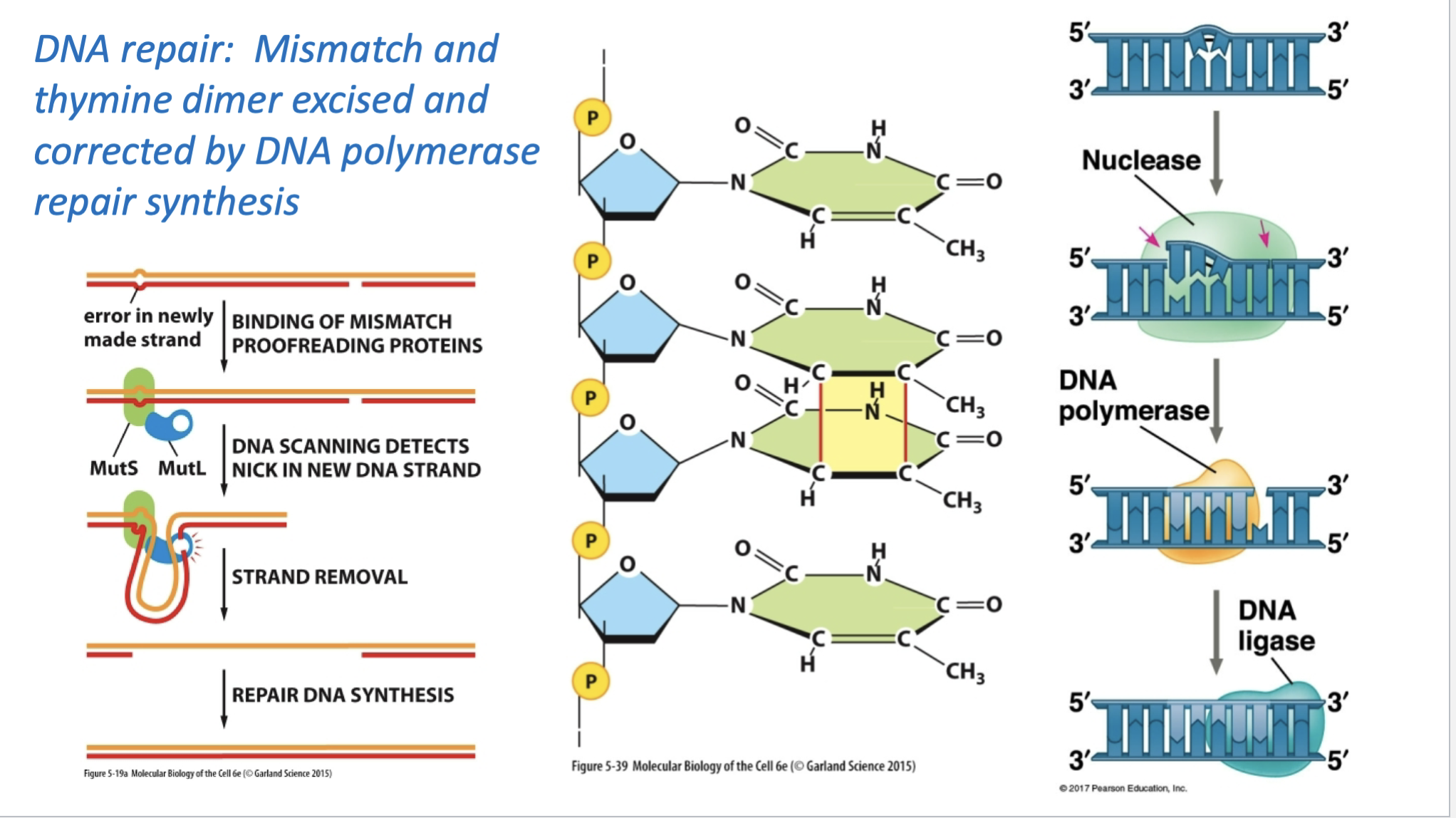 <p><strong>DNA polymerase proofreading its own work</strong></p><ul><li><p>DNA polymerase adds a nucleotide.</p></li><li><p>If the new base is <strong>mismatched</strong>, DNA polymerase detects that the 3′ end is wrong.</p></li><li><p>The polymerase shifts the DNA to its <strong>editing site</strong>.</p></li><li><p>Its <strong>3′ → 5′ exonuclease activity</strong> removes the incorrect nucleotide.</p></li><li><p>Then DNA polymerase goes back to the polymerizing site and continues adding the correct nucleotides.</p></li></ul><p>So the key idea is:</p><p><strong>DNA polymerase builds DNA 5′ → 3′, but proofreads backward 3′ → 5′ to remove mistakes.</strong></p><p>1. Mismatch repair</p><p>This fixes a base-pairing mistake that escaped DNA polymerase proofreading.</p><ul><li><p>Repair proteins recognize the <strong>mismatch</strong></p></li><li><p>The cell identifies the <strong>newly made strand</strong></p></li><li><p>A section containing the mistake is removed</p></li><li><p><strong>DNA polymerase</strong> fills the gap with the correct nucleotides</p></li><li><p><strong>DNA ligase</strong> seals the backbone</p></li></ul><p>MutS and MutL in mismatch repair</p><ul><li><p><strong>MutS</strong> recognizes and binds the <strong>mismatched base pair</strong></p></li><li><p><strong>MutL</strong> binds with MutS and helps coordinate the repair process</p></li><li><p>The repair system identifies the <strong>newly synthesized strand</strong></p></li><li><p>The incorrect section is removed</p></li><li><p><strong>DNA polymerase</strong> fills in the correct DNA</p></li><li><p><strong>DNA ligase</strong> seals the strand</p></li></ul><p>Easy way to remember:</p><p><strong>MutS = spots the mismatch</strong><br><strong>MutL = helps organize the repair</strong></p><p>So this is basically:</p><p><strong>detect mismatch → remove wrong section → DNA polymerase replaces it → ligase seals it</strong></p><p>2. Thymine dimer repair</p><p>The middle/right side is showing damage called a <strong>thymine dimer</strong>, where two neighboring thymines become abnormally linked.</p><ul><li><p><strong>Nuclease</strong> cuts out the damaged DNA section</p></li><li><p><strong>DNA polymerase</strong> fills in the missing DNA</p></li><li><p><strong>DNA ligase</strong> seals the final gap</p></li></ul><p>The big difference from the previous slide is:</p><p><strong>Proofread = DNA polymerase proofreads while DNA is being replicated</strong><br><strong>Repair = repair systems fix mistakes or damage after they are detected</strong></p>