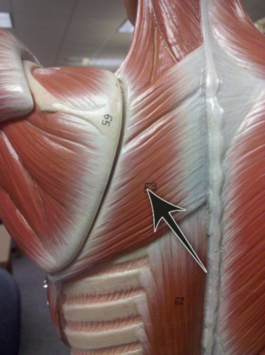 <p>Action - elevates and adducts scapula</p>