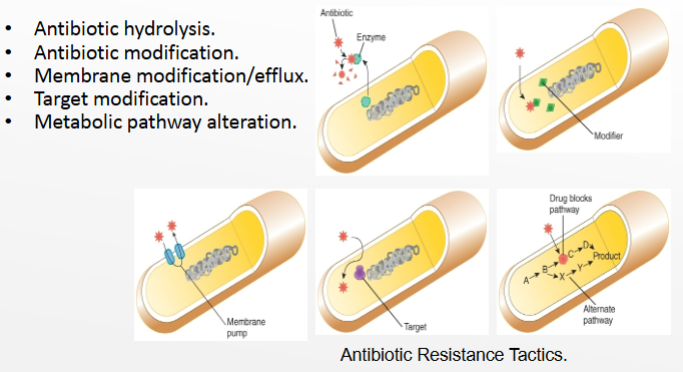 <p>antibiotic hydrolysis, antibiotic modification, membrane modification, target modification, and metabolic pathway alteration</p>