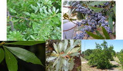 <p>Myricaceae - Morella cerifera</p>