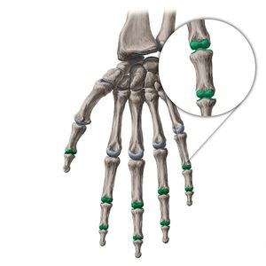 <p>What joint is this within the <strong>Upper-Appendicular Skeleton?</strong></p>