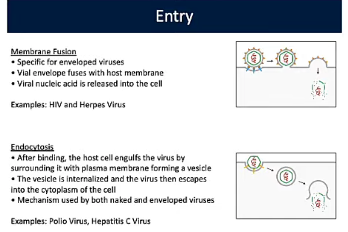 <p>Endocytosis (Viral Replication PT2)</p>