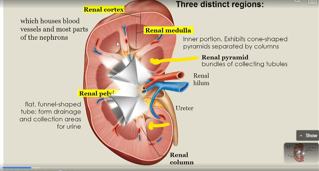 <p>seperates renal medullas</p>