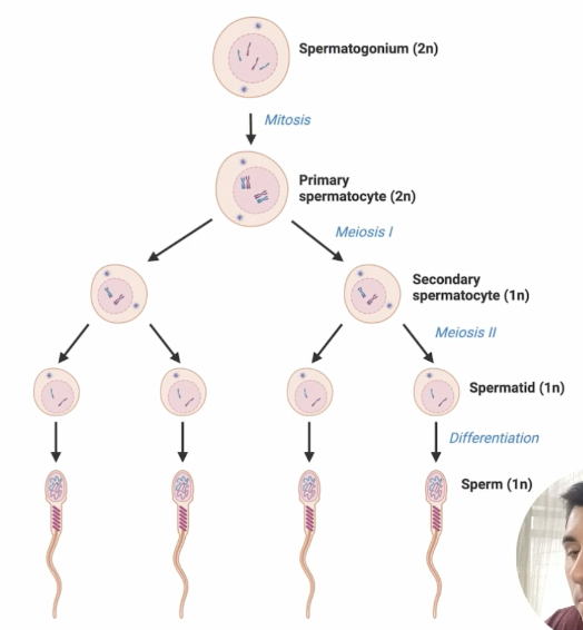 <p>Final stage in spermatogenesis in which spermatid differentiates into spermatoza </p>