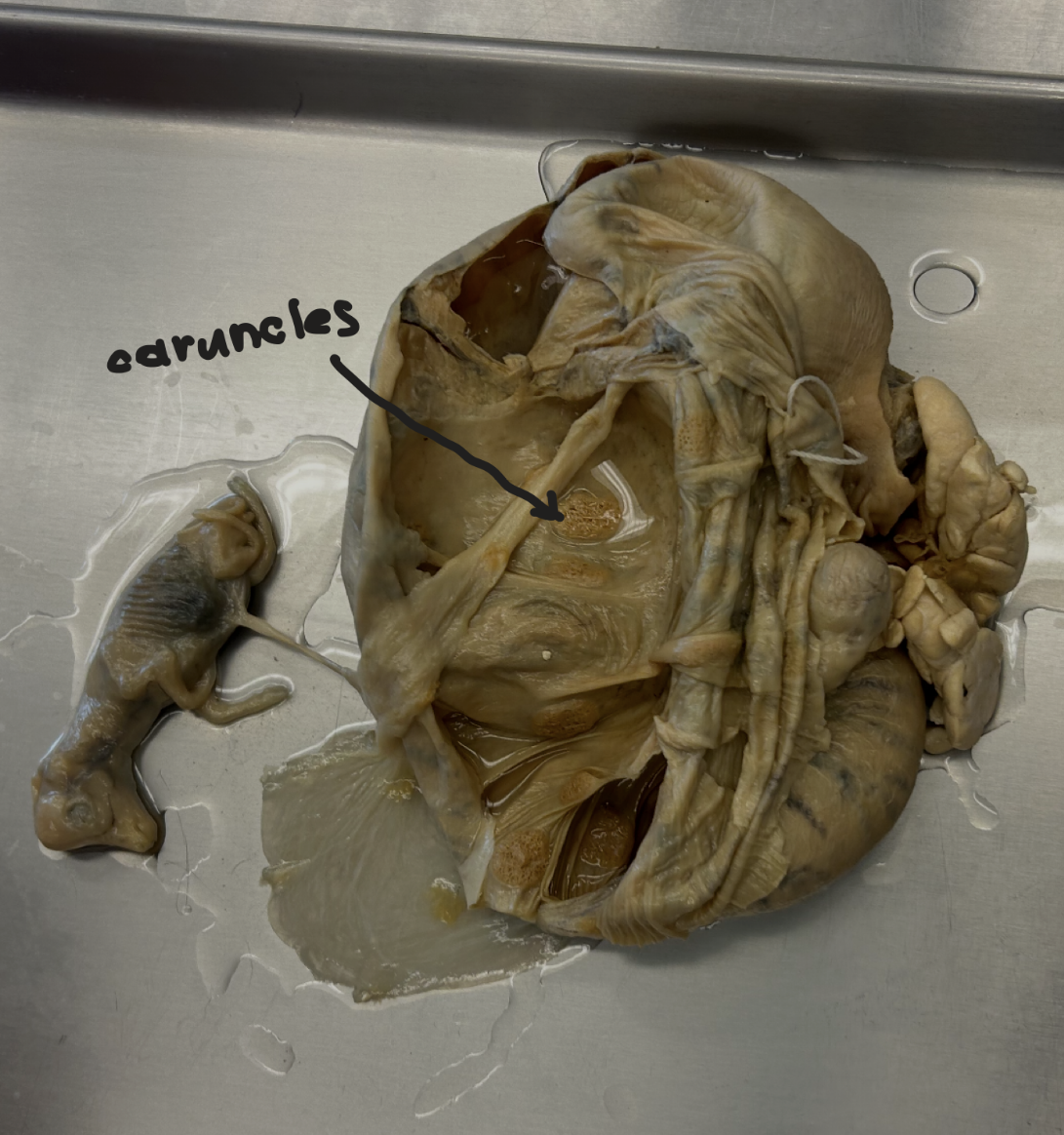 <p>Ewe placenta + fetus</p>