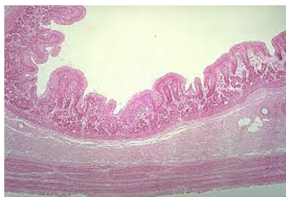 <p>what is this? </p>