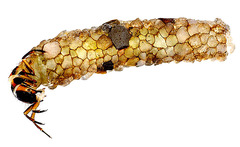 <p>larvae build protective cases of sediment or debris and make nets to catch food; predators, shredders, grazers, filterers; live in still/calm waters; indicate good water quality</p>