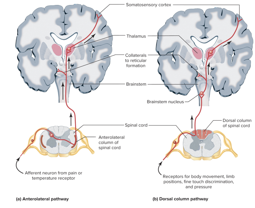 <p><strong>ascending anterolateral pathway</strong>: immediately synapse in spinal cord → crossover in spinal cord → ascend to brain through anterolateral column (side) → <span style="background-color: transparent;"><span>ascends to thalamus → reaches somatosensory cortex</span></span></p><p><strong>dorsal column pathway:</strong> ascend to brain through dorsal column (back) → synapse in brain → crossover in brainstem → <span style="background-color: transparent;"><span>ascends to thalamus → reaches somatosensory cortex</span></span></p><p></p>