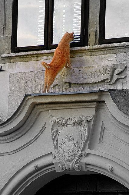<p>Curiosity (noun)</p>