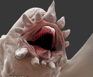 <p><span style="color: red;">Representative polychaetes are _______ worms that are carnivorous</span></p>