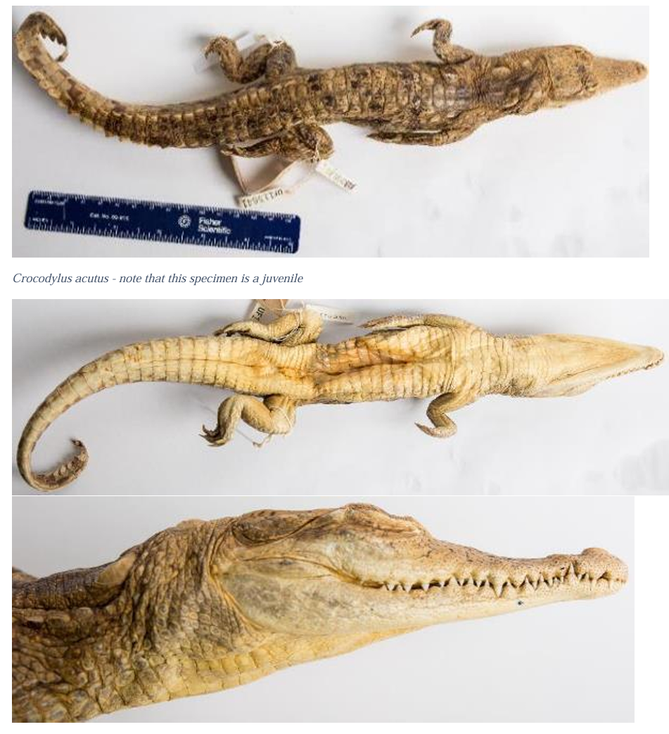 <p>American Crocodile family & family name</p>