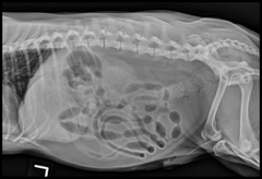 <p>The patient in the image has radiographically evident urinary calculi.</p><p>TRUE OR FALSE</p>