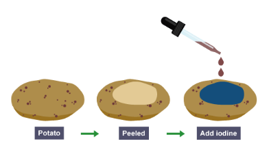 <ul><li><p>Put food sample in test tube</p></li><li><p>Add a few drops of iodine</p></li><li><p>Results: blue-black if starch is present</p></li></ul><p></p>